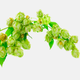 Illustration for article titled How to Drink an IPA, One Hop Flavor at a Time
